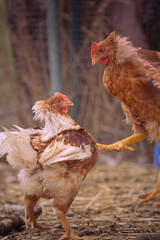 Huhn Kämpft