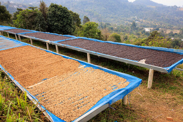 selective focus, good quality coffee beans, coffee drying honey process on shelf natural sunlight plantation at factory community north of Chiang Rai Thailand, - obrazy, fototapety, plakaty
