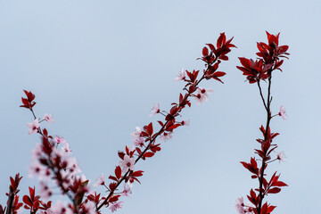 Branches of the almond tree in blossom with white flowers and black leaves in spring