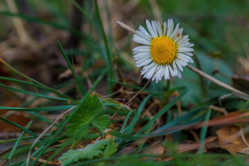 Daisy in the foreground in spring with branches and green leaves in the background