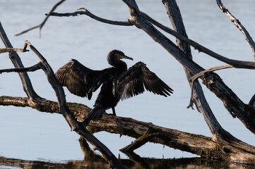 Phalacrocorax carbo - Common cormorant - Grand cormoran