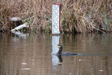 Phalacrocorax carbo - Common cormorant - Grand cormoran