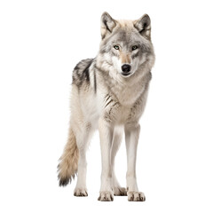 Obraz premium Standing white wolf on a transparent background. Generative AI