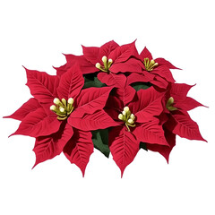 red poinsettia isolated on white - poinsenttia on white background - Christmas Flowers - Generative AI