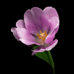 Light purple blooming tulip with green stem and leaf isolated on black background. Studio close-up shot.