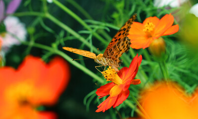 Macro photography of Butterfly sucking nectar from cosmos on Dark natural blurred background. Vivid floral background