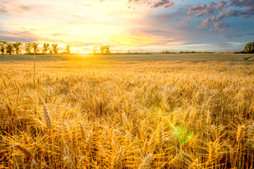 Obraz premium Getreidefeld, Landwirtschaft, Deutschland 