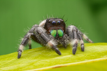 jumping spider