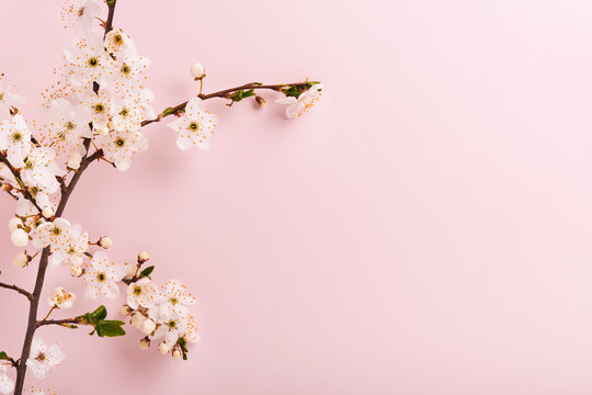 Spring Cherry Blossom. Abstract background of macro cherry blossom tree branch on pink background. Happy Passover background. Spring womens day concept. Easter, Birthday, womens or mothers holiday.