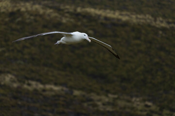 King Albatross in flight