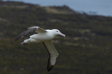 King Albatross in flight