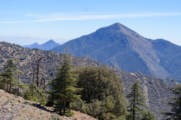 Atlas Cedar trees in Belezma national park, Batna, Algeria