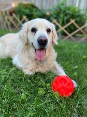 Adult male golden retriever with red ball