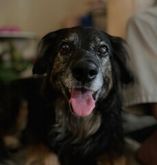 Smiling senior rescue dog