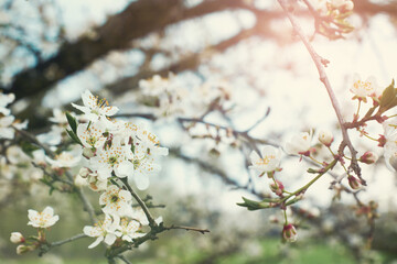 Spring Cherry Blossom. Abstract background of macro cherry blossom tree branch. Happy Passover background. Spring womens day concept. Easter, Birthday, womens or mothers holiday. Selective focus.