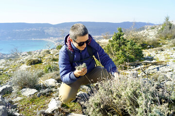 Young man gathering plants in the mountains, squatting near a Curry Plant (Helichrysum italicum)...