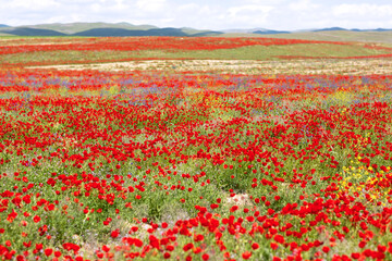 Large field covered with tulips