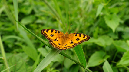 Butterfly, Junonia almana or Peacock pansy is perched on a leaf
