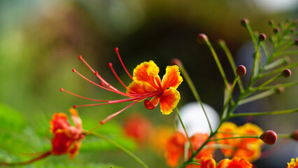 Caesalpinia pulcherrima flower in the garden