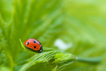 Lucky Charm Lady Bug On Green Leaf - 583918595