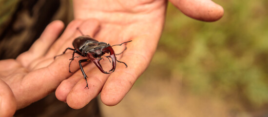 a male stag beetle in the arms of a male naturalist.
