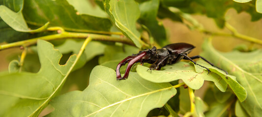 male stag beetle stag on oak branches.