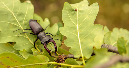 male stag beetle stag on oak branches.