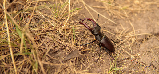 male stag beetle in natural habitat.