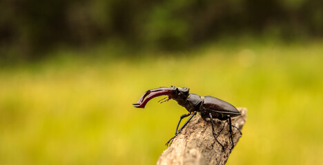 male stag beetle in natural habitat.