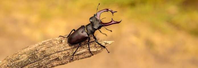 male stag beetle in natural habitat.