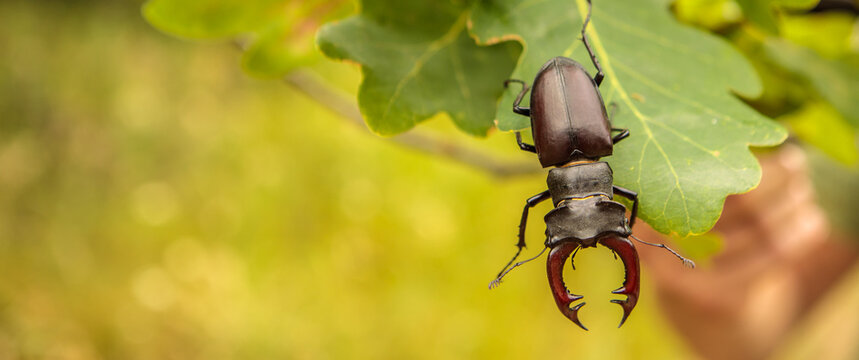 male stag beetle stag on oak branches.