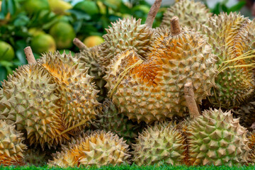 Naklejka na ściany i meble Vietnam, local Durian fruits are exposed in à market.
