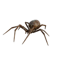 spider isolated 3d 