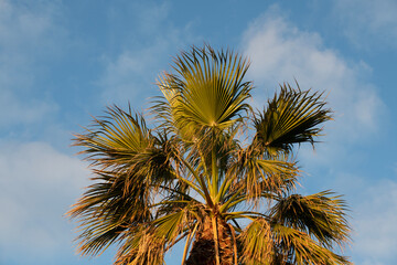 Palm view with the sky background. Tropical tree. Palm