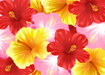 Background of colorful hibiscus flowers 