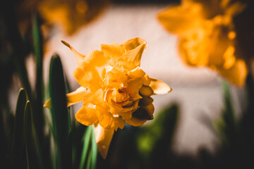 Macroaufnahme von einer Blume mit Wassertropfen nach einem Regenschauer im Frühling	