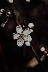 Macroaufnahme von einer Blume mit Wassertropfen nach einem Regenschauer im Frühling	