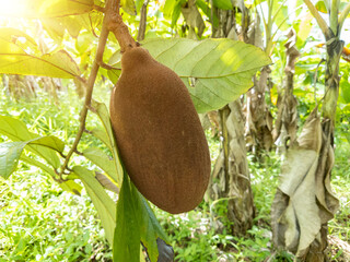 Exotic Cupuaçu (Theobroma Grandiflorum) Fruit on Tree, Super Amazonian Fruit - 583920970