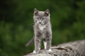 Fototapeta na wymiar Gray Kitten