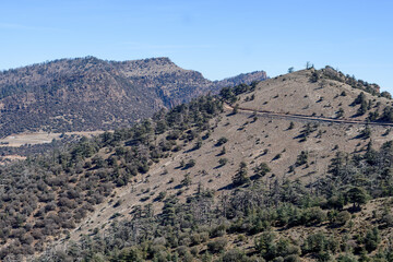 Atlas Cedar trees in Belezma national park, Batna, Algeria