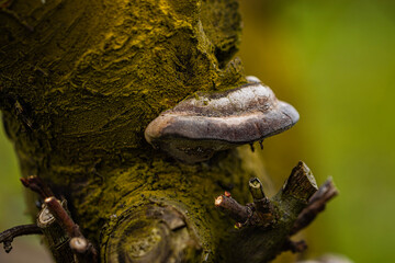 Fomes fomentarius, also known as the tinder fungus, is a remarkable organism with a fascinating history of use by humans. This woody, bracket-shaped fungus grows on trees in temperate forests - obrazy, fototapety, plakaty