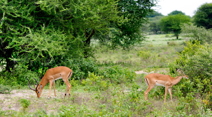 Two of males black-faced impala antelopes (Aepyceros melampus) grazing in the savannah at Tarangire National Park, Tanzania.