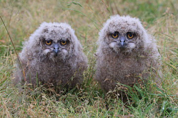 Two young Eurasian Eagle Owls looking at the photographer
