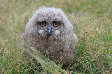 A young Eurasian Eagle Owl in a meadow
