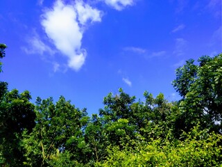 blue sky with trees