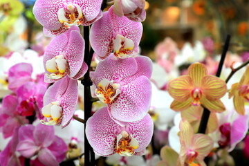 Phalaenopsis Orchid pink flowers in store. Potted orchidea. Many flowering plants, nature floral background. Beautiful flowers Flower shop, market.