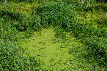 Duckweed on a pond in rural Sussex, on a sunny summer's day