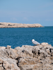 Fototapeta na wymiar on a sunny day a gull stands on the stony rocks