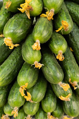 Plenty of fresh ripe cucumbers