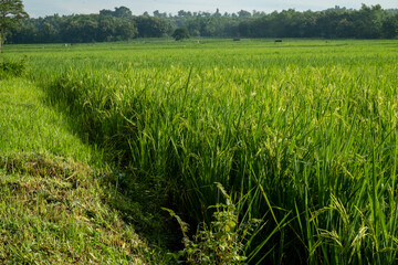 Obraz premium green rice field